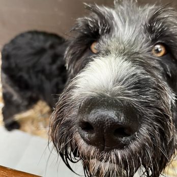 Hot retriever and friends rescue Discount