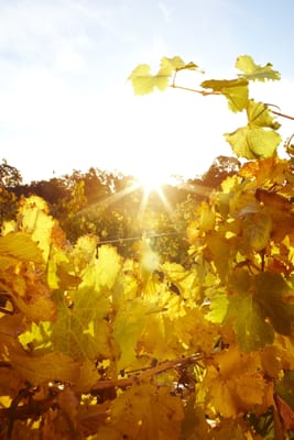 Best's Wines Great Western by null