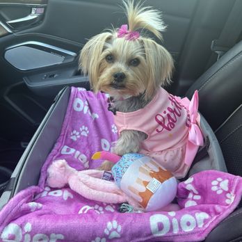 Petco - Dior after her birthday haircut and bath at Petco - Pet Stores Near Me - Sugar Land, Texas Petco - Dior after her birthday haircut and bath at Petco - Pet Stores Near Me - Sugar Land, Texas