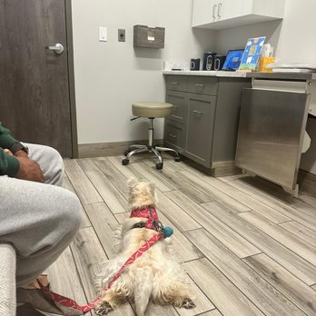 River City Veterinary Hospital - My dog feel relax the entire time. - Veterinarians Near Me - Richmond, Virginia