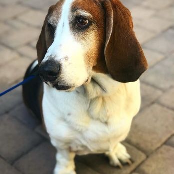 Angel Veterinary Services - Veterinarians Near Me - Phoenix, Arizona Angel Veterinary Services - Veterinarians Near Me - Phoenix, Arizona