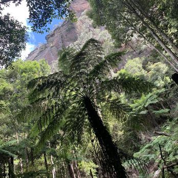 Scenic World Blue Mountains - Tours Near Me - Katoomba, NSW