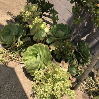 The Backyard - Nurseries & Gardening Near Me - Costa Mesa, California The Backyard - Nurseries & Gardening Near Me - Costa Mesa, California
