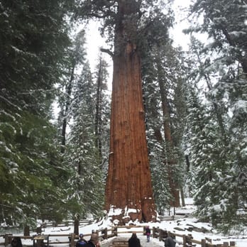 Buckeye Tree Lodge & Cabins - Hotels Near Me - Three Rivers, California