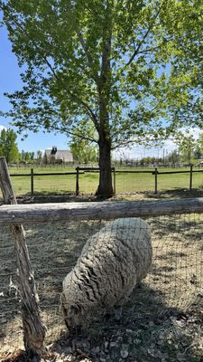 Wheeler Historic Farm by null