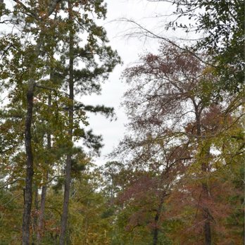 William Goodrich Jones State Forest - Hiking Near Me - Conroe, Texas William Goodrich Jones State Forest - Hiking Near Me - Conroe, Texas