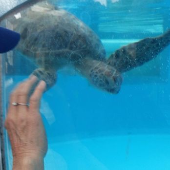 Loggerhead Marinelife Center - Community Service/Non-Profit Near Me - Juno Beach, Florida