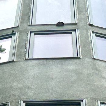 Continental Wall Systems - Mushrooms growing out of cracks in building - Stucco Services Near Me - Northfield, Illinois