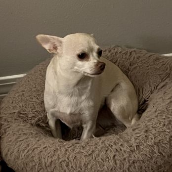Locust Grove Veterinary Clinic - The queen and queen Chihuahua. She's so sweet when she's sleeping. - Veterinarians Near Me - Locust Grove, Georgia Locust Grove Veterinary Clinic - The queen and queen Chihuahua. She's so sweet when she's sleeping. - Veterinarians Near Me - Locust Grove, Georgia