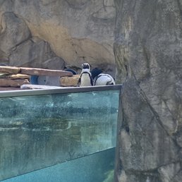 Penguins Penguins