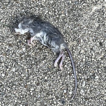 The Reserve on Washington - Mice everywhere - Apartments Near Me - Naperville, Illinois The Reserve on Washington - Mice everywhere - Apartments Near Me - Naperville, Illinois