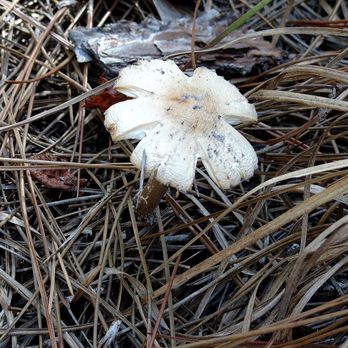 Halpatiokee Regional Park - A mushroom on the nature trail. - Hiking Near Me - Stuart, Florida