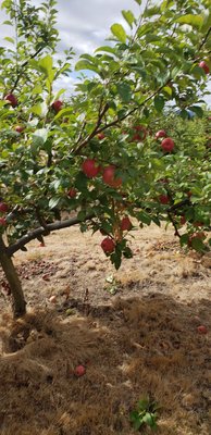 Bells Orchard by null