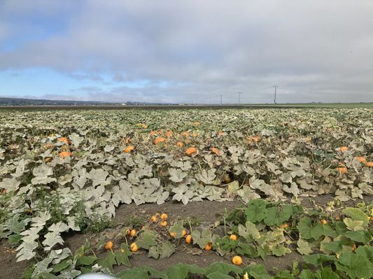 The Farm in Salinas by null