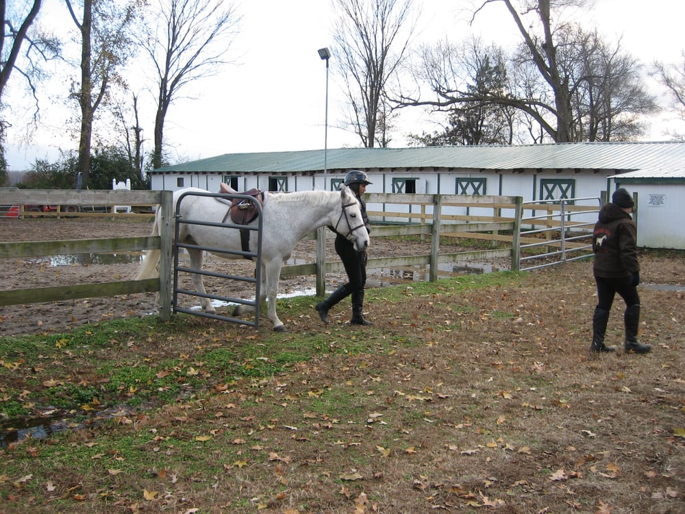 Sea Breeze Ponies - equestrian in Chesapeake, VA