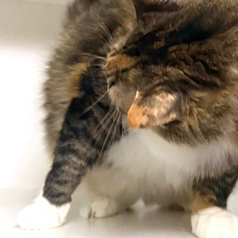 The Cat's Meow Inn - Pet Boarding Near Me