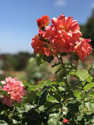 South Coast Botanic Garden by null