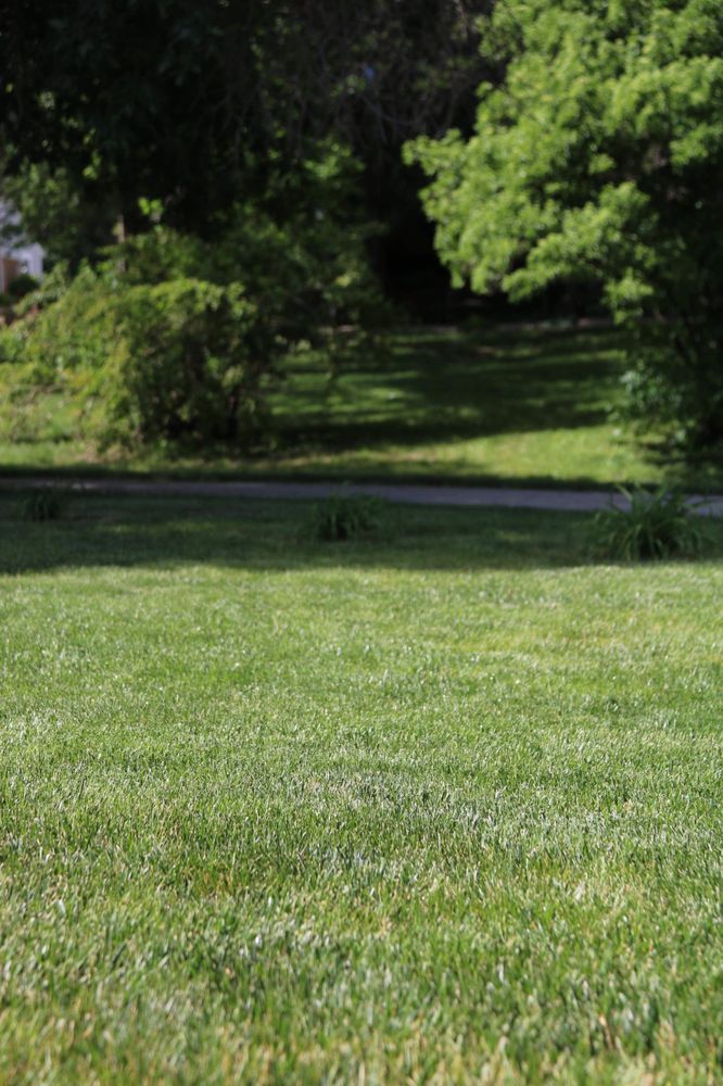 Shepherd Lawn Services - tree service in Urbandale, IA