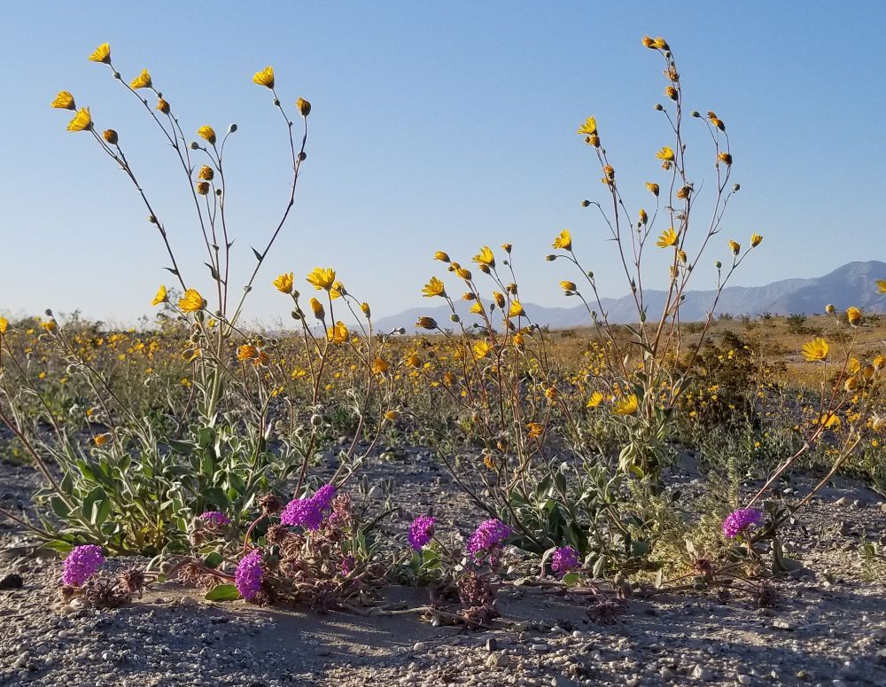 CLUBHOUSE OCOTILLOWELLS Updated May 2024 69 Photos 6021