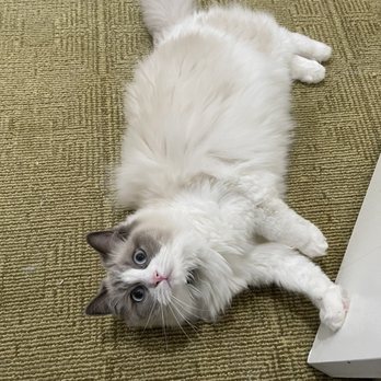Claws N Paws Day Spa - Last night before she was taken in for a shave - Pet Groomers Near Me - Fountain Valley, California Claws N Paws Day Spa - Last night before she was taken in for a shave - Pet Groomers Near Me - Fountain Valley, California