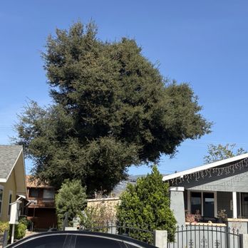 Zunigas Tree Services - What we started with - Tree Services Near Me - Ontario, California