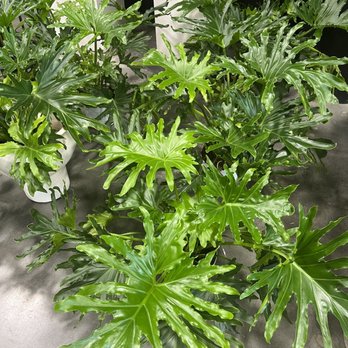 Interior Gardens - Nurseries & Gardening Near Me - Las Vegas, Nevada
