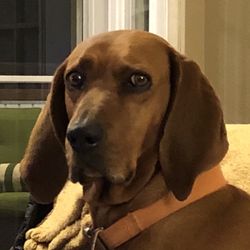 Mo's Boots & Outdoor Gear - Ruby is concerned that we may be short on treats...