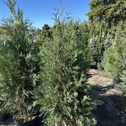 Sherwood Forest Nursery & Garden Center