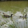 Photo of Piedmont Farm Animal Refuge