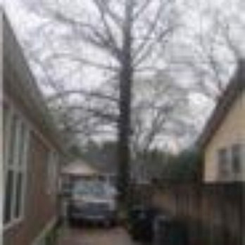 Oasis Tree Care - Tree Services Near Me - Gonzales, Louisiana