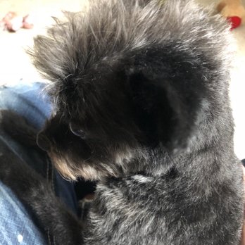 Pet Polishers Mobile Pet Grooming - Pet Groomers Near Me Pet Polishers Mobile Pet Grooming - Pet Groomers Near Me