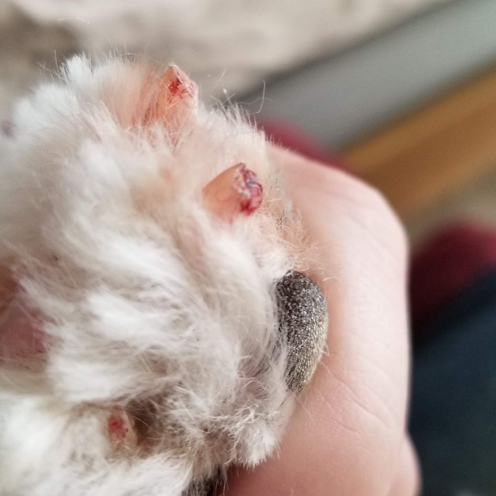 Three bleeding nails after grooming Three bleeding nails after grooming