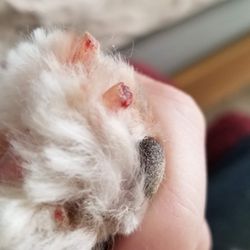 Critters Pet Supplies - Three bleeding nails after grooming