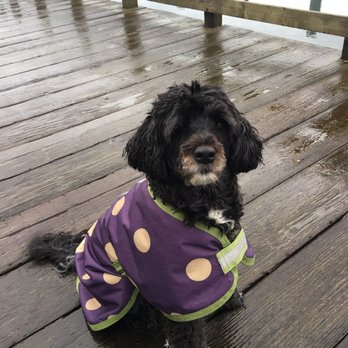 CLASS, Inc - Bijou, our circus pup! - Speech Therapists Near Me - Tacoma, Washington CLASS, Inc - Bijou, our circus pup! - Speech Therapists Near Me - Tacoma, Washington