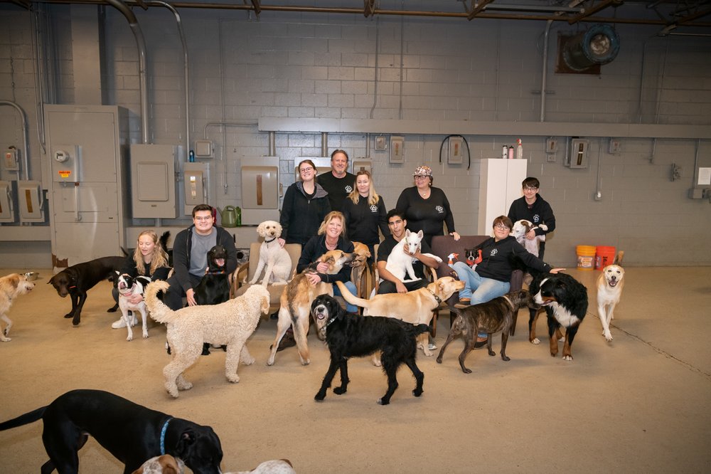 PAWS DOGGY DAYCARE Updated October 2024 16 Photos 6340 Industrial