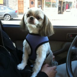 My lovely dog saying "CHEESSSEEE" for the camera after and wash and cut..