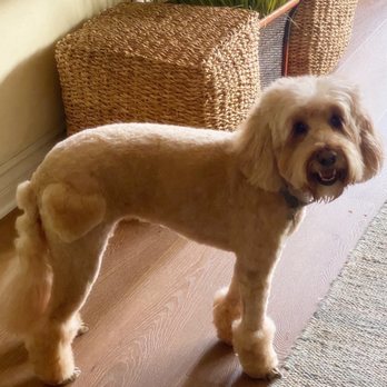 AAA K-9 Mobile Grooming - My new style! - Pet Groomers Near Me