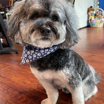 Golden Paw Mobile Spa - My dapper little man after a visit with Miss Allie! - Pet Groomers Near Me Golden Paw Mobile Spa - My dapper little man after a visit with Miss Allie! - Pet Groomers Near Me