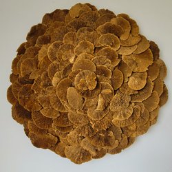 Zaragoza - Mushroom Mandala art by the owner, Diana