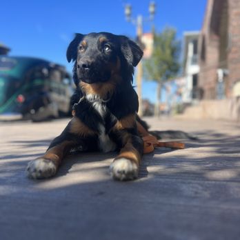 Butterworth Dog Training - Exploring Old Town Temecula with Cole, learning in a high distraction area. - Pet Training Near Me