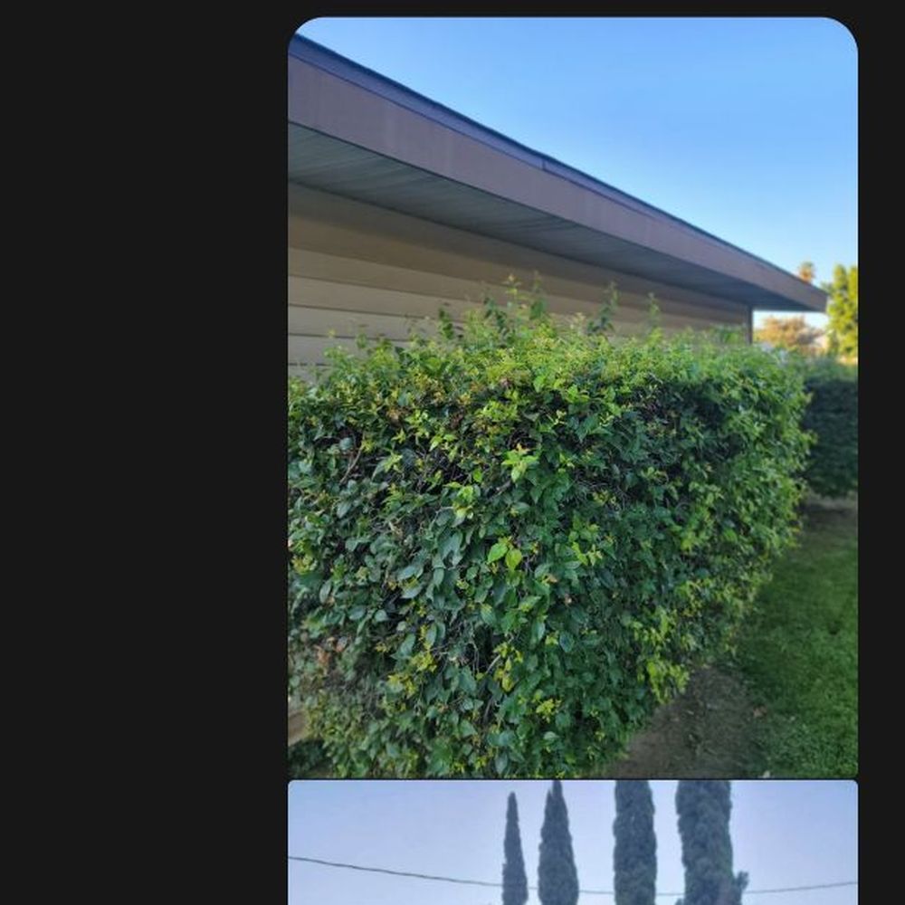 L & V Lawn Care - After he told me he took care of it. - Lawn Services Near Me L & V Lawn Care - After he told me he took care of it. - Lawn Services Near Me