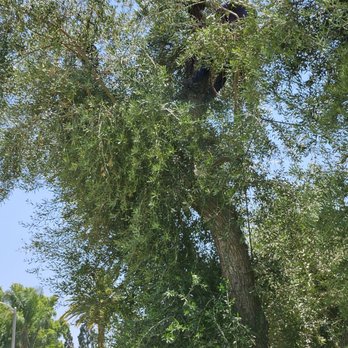 Ayala's Tree Service - Trimming an Olive Tree From Within - Tree Services Near Me Ayala's Tree Service - Trimming an Olive Tree From Within - Tree Services Near Me