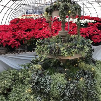 Glick's Greenhouse - More of the poinsettias and greenery. - Nurseries & Gardening Near Me - Oley, Pennsylvania