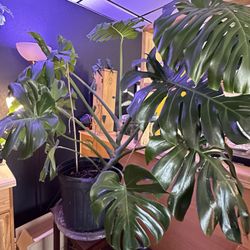 The Plant Trap