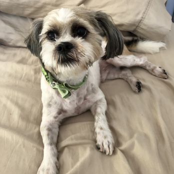 LILO'S Mobile Pet Spa - Pet Groomers Near Me LILO'S Mobile Pet Spa - Pet Groomers Near Me