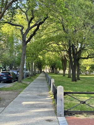 New Haven Green by null