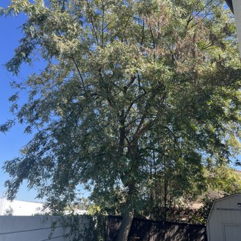 Ortega's Jr Tree Service - Photo before trimming - Tree Services Near Me - Riverside , California Ortega's Jr Tree Service - Photo before trimming - Tree Services Near Me - Riverside , California