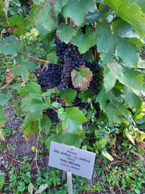 Botanical Garden by null