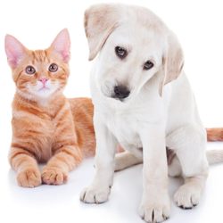 Pet Sitter Carmel Valley