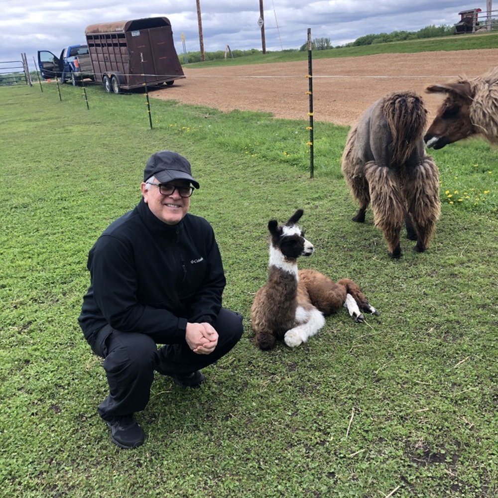 Baby llama with mom looking on